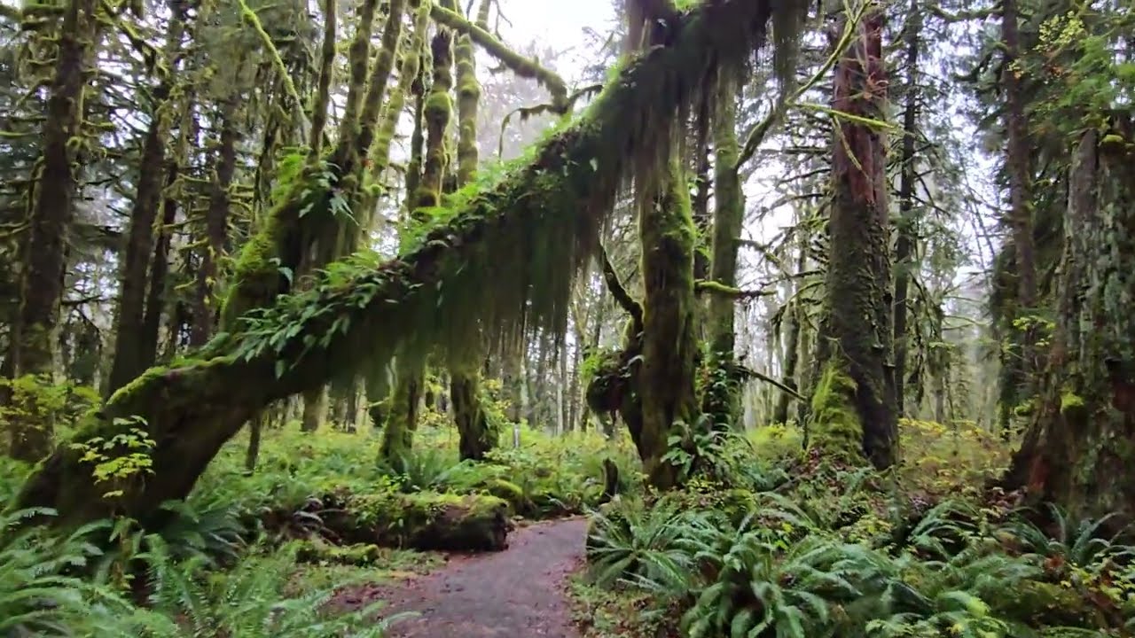Maple Glade Rain Forest Trail at Quinault Rain Forest - Washington Peninsula 2