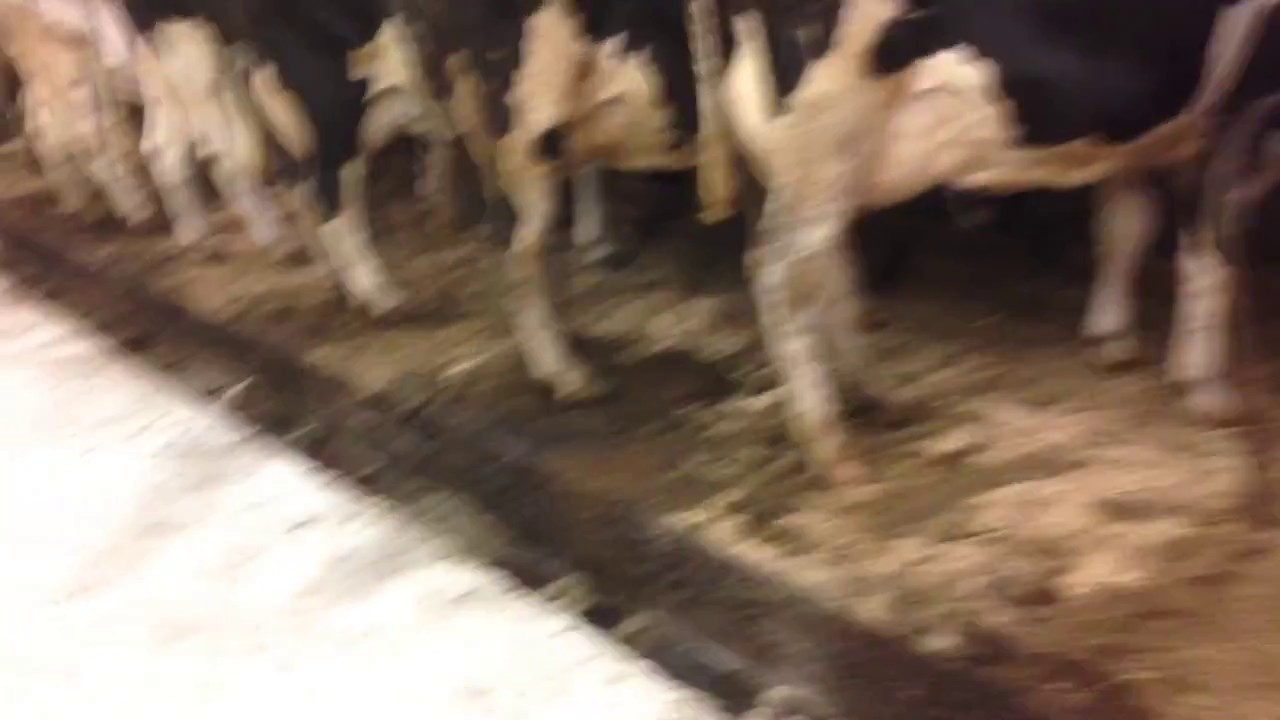 Our Tie Stall Dairy Barn