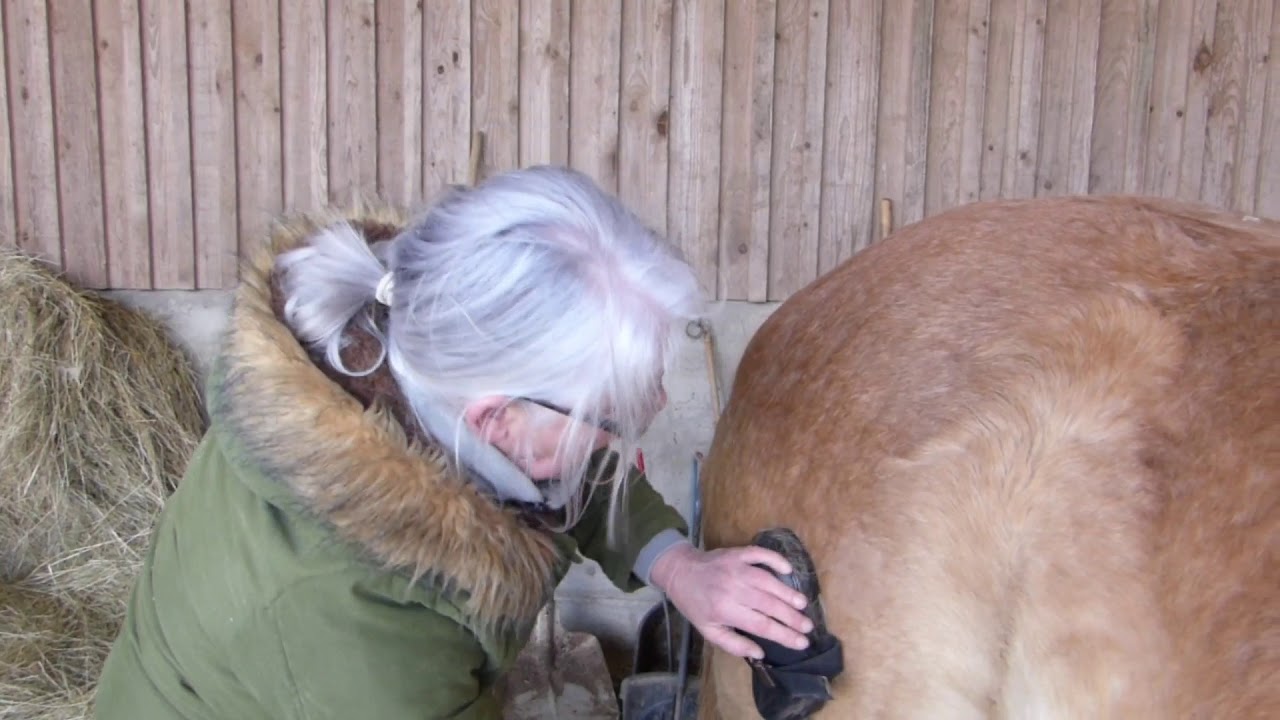 Der HYLA, das Pferd und ich