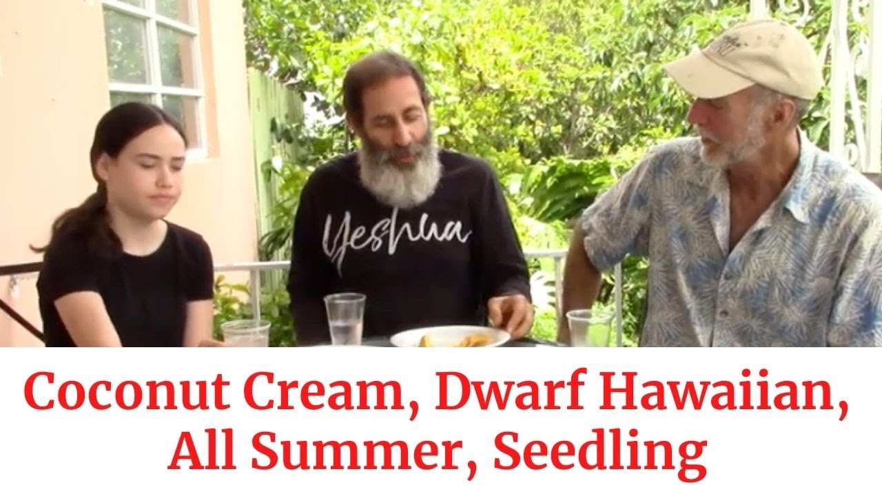 Mango Tasting Table #3: Coconut Cream, Dwarf Hawaiian. All Summer, Seedling