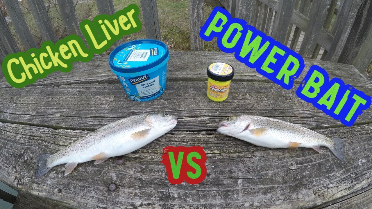 Chicken Liver vs Trout Power Bait | Trout Fishing | Bait Testing