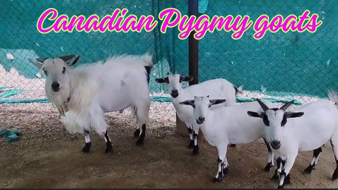 7337373176 || Canadian Pygmy goats Lot Availble in, Siddipet Telangana India 🇮🇳