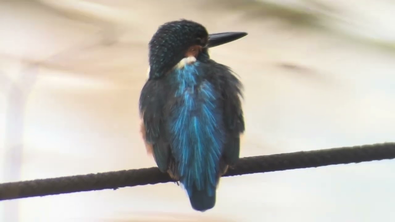 善福寺公園　カワセミ