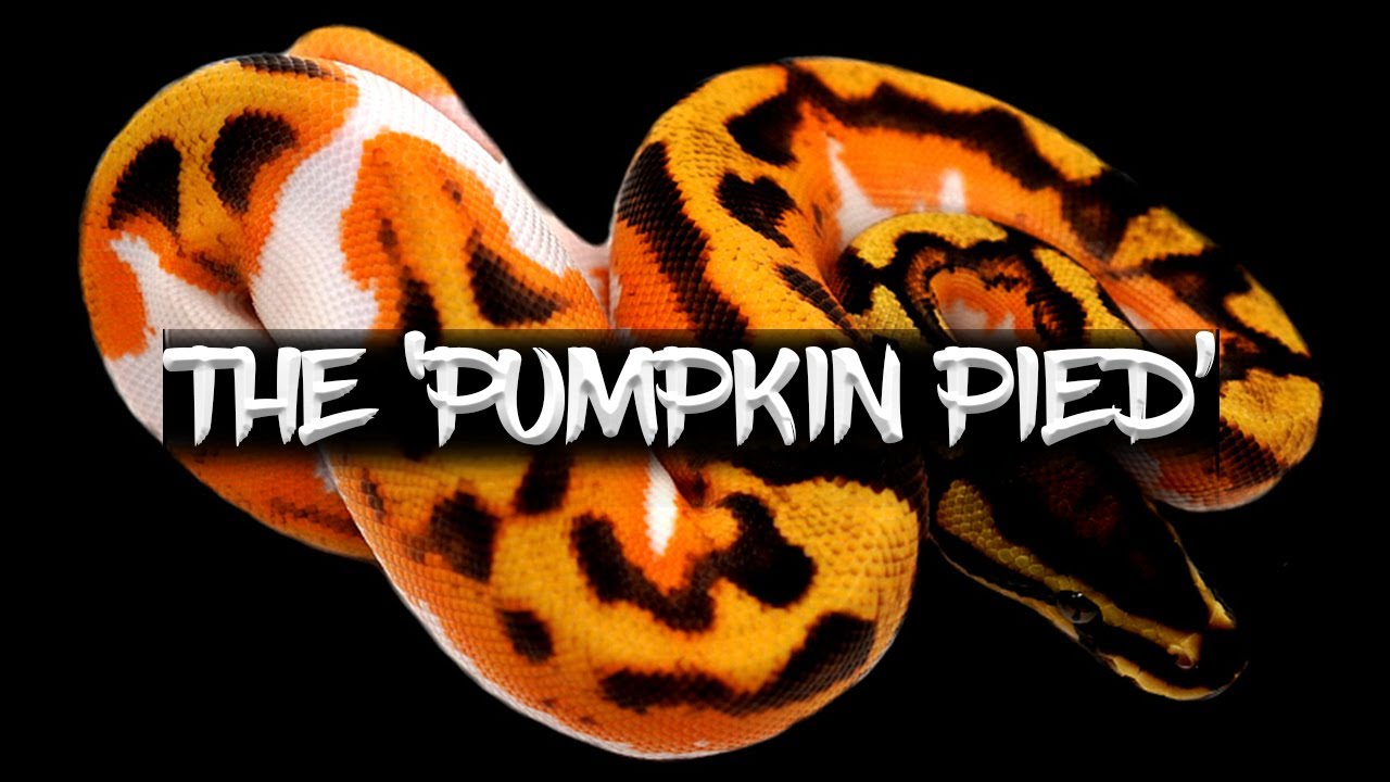 The 'Pumpkin Pied' Ball Python