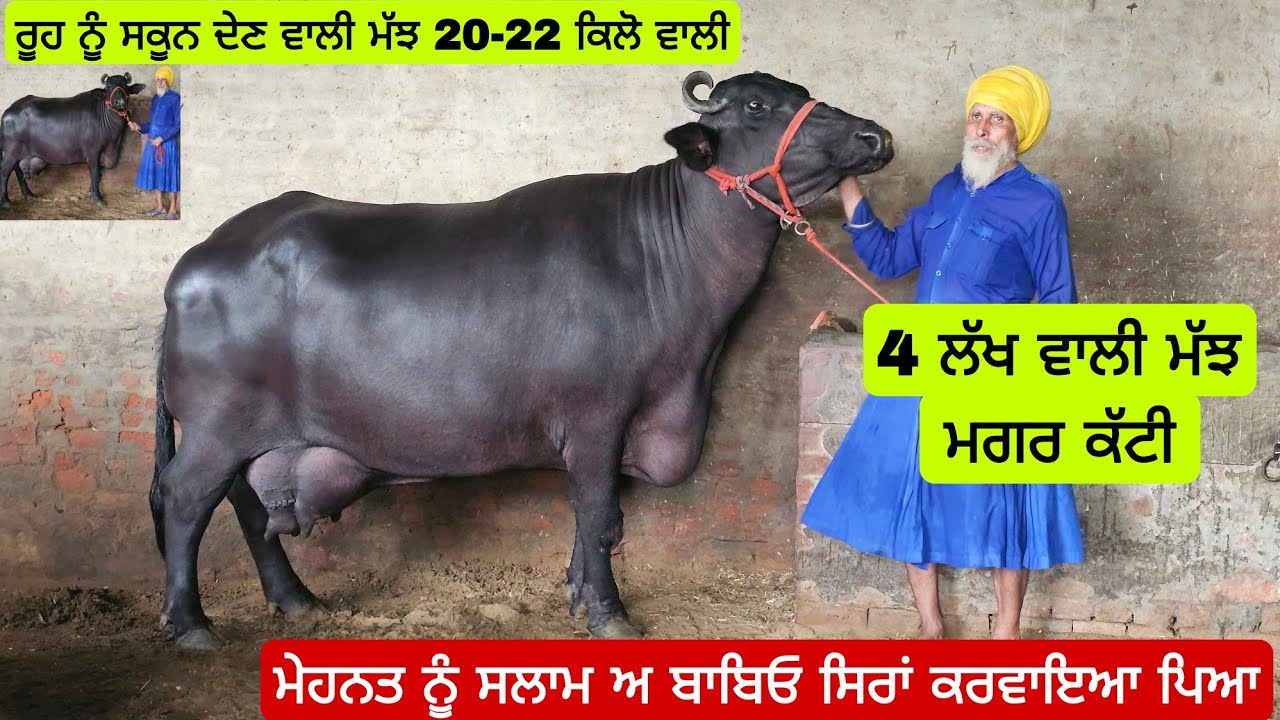 ਨਗੀਨਾਂ ਮੱਝ ਬਾਬਿਆ ਦੀ ਮੇਹਨਤ ਨੂੰ ਸਲਾਮ ਅ 20 ਕਿਲੋ ਤੋ ਪਾਰ ਦੁੱਧ ਦੇਣ ਵਾਲੀ ਬਹੁਤ ਵੱਡੀ ਮੱਝ ਦੇਖ ਕੇ ਰੂਹ ਖੁਸ਼ ਹੋਜੋ।