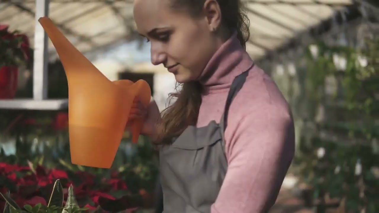 Solve Holiday Gardening Problems: Keep Plants Thriving 🌿🎄#HolidayCare #ChristmasTips #IndoorPlants