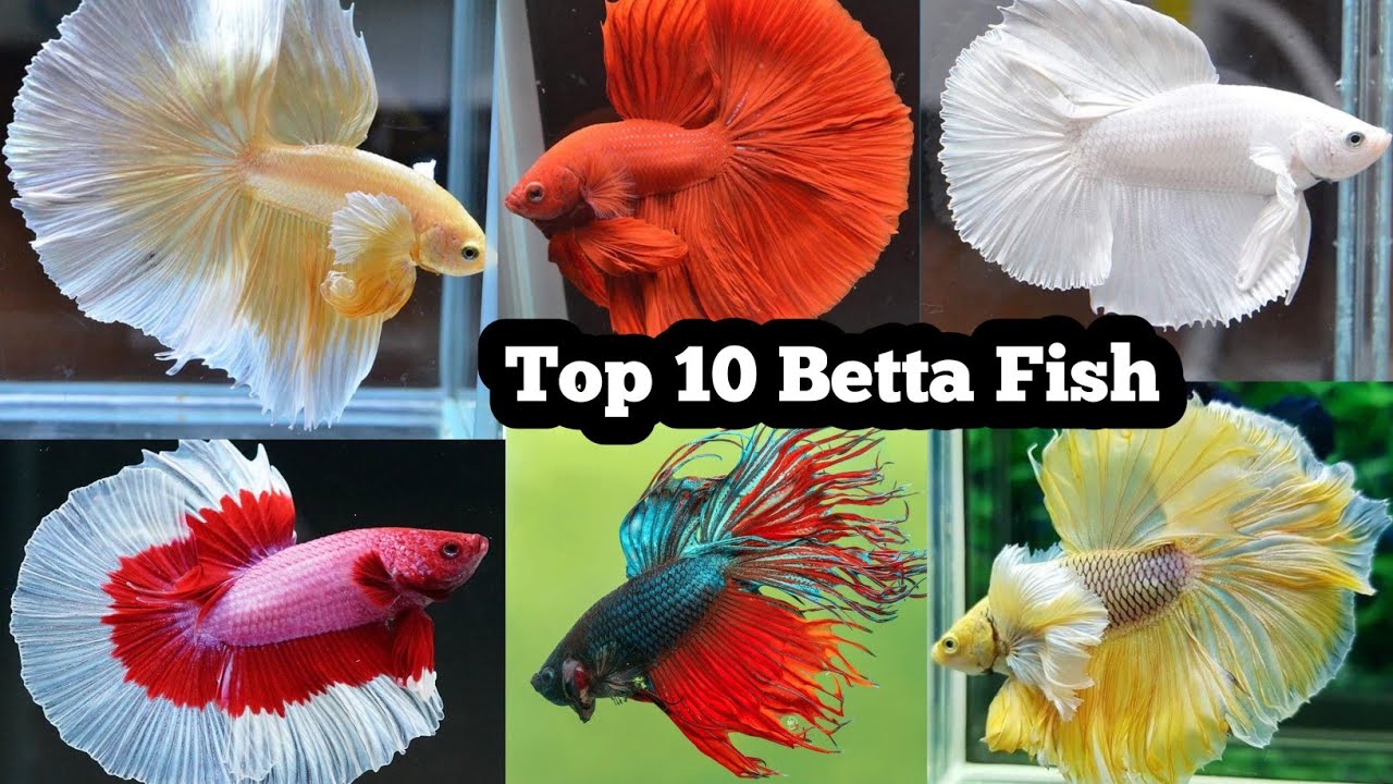 Top 10 Betta fish in the World 🌍 | Betta Fish / Betta