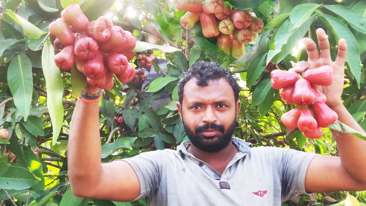 Water Apple Fruit Harvesting | Farm Fresh Rose Apple Fruit Harvesting | Bell Fruit | Village Vlogs
