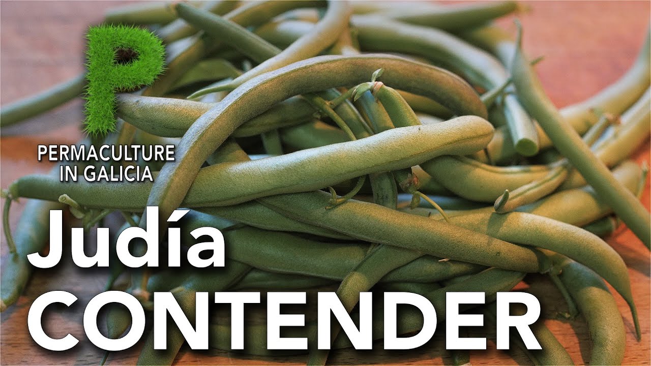 Judía mata baja variedad Contender | Permacultura en Galicia