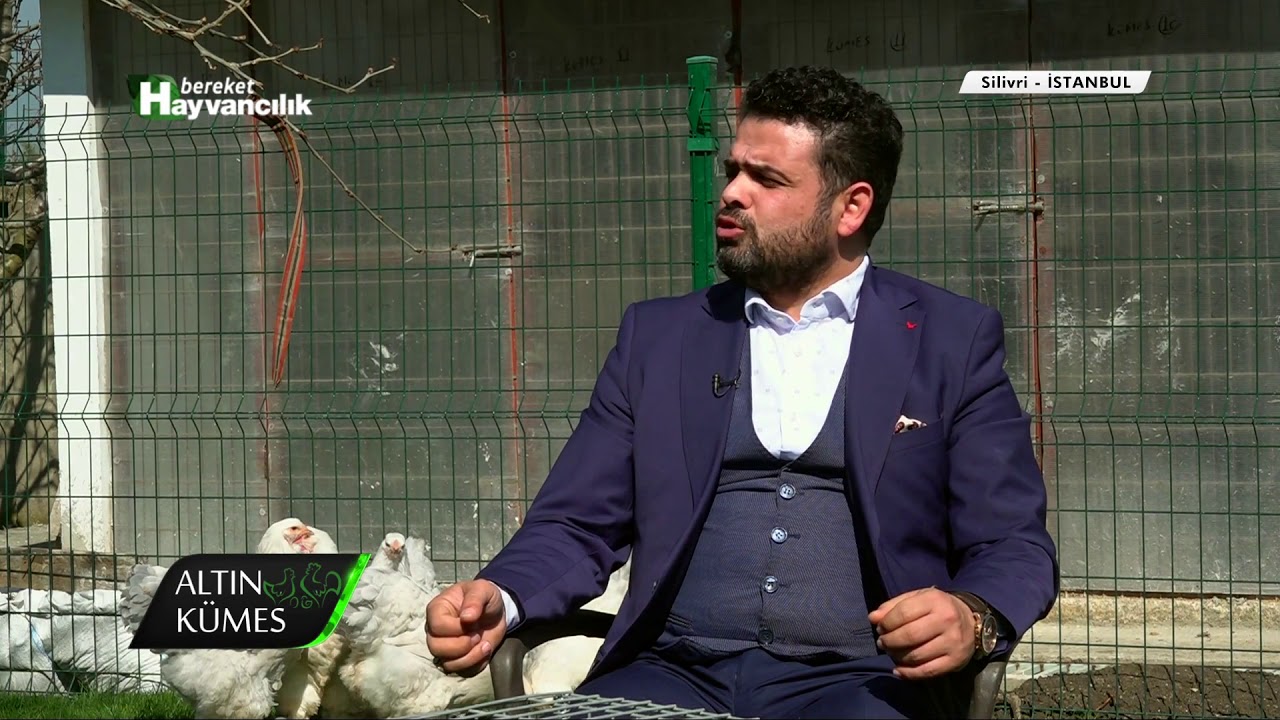 Abika Brahma Kümesi ( Bereket Hayvancılık Tv Röportaj 2018)