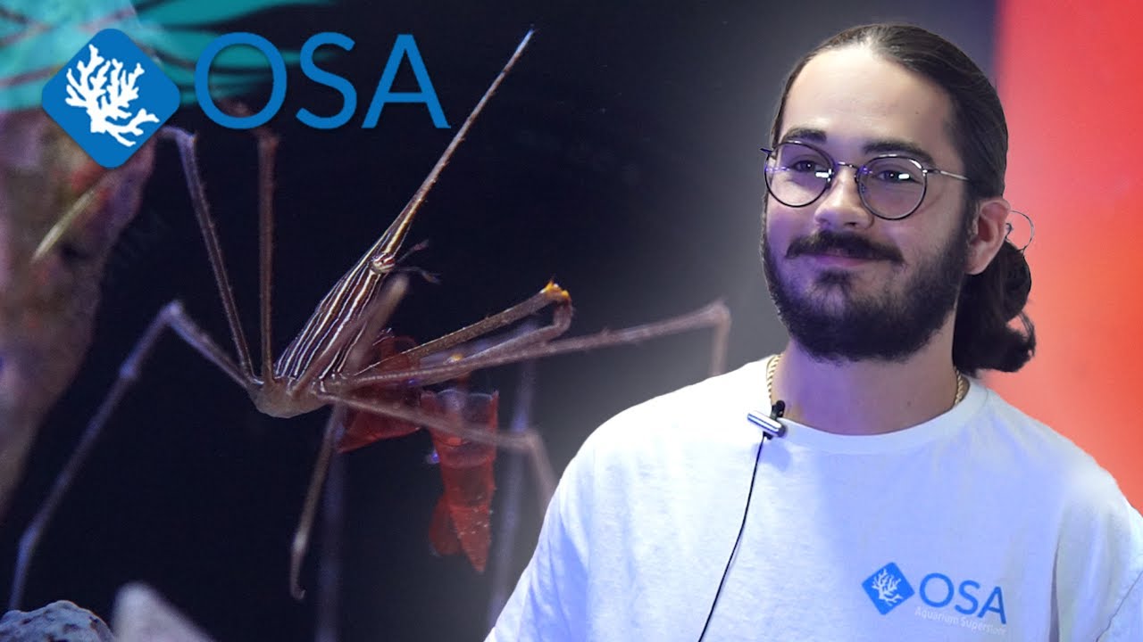 All About the ARROW CRAB!