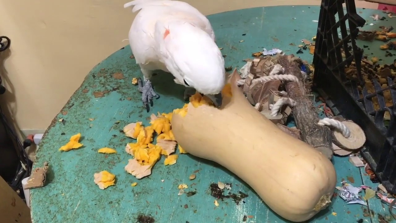 Massive Misha bird Mashup! Almost an hour of Moluccan madness, talking, destruction, and happiness