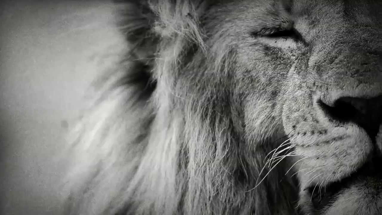 Laurent Baheux - La savane en plein coeur - Savannah in the heart