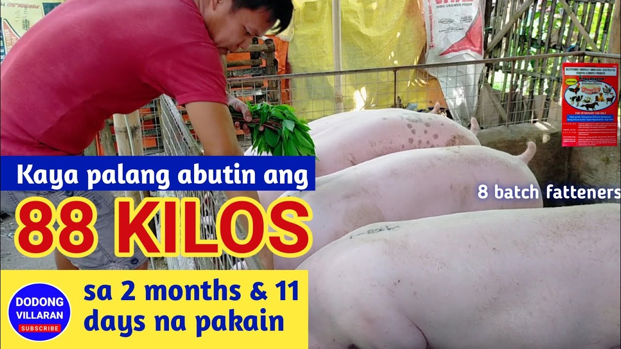 KAYA PALANG ABUTIN ANG 88 KILOS SA 2 MONTHS AT 11 DAYS NA PAKAIN/8 batch fatteners/Dodong Villaran /