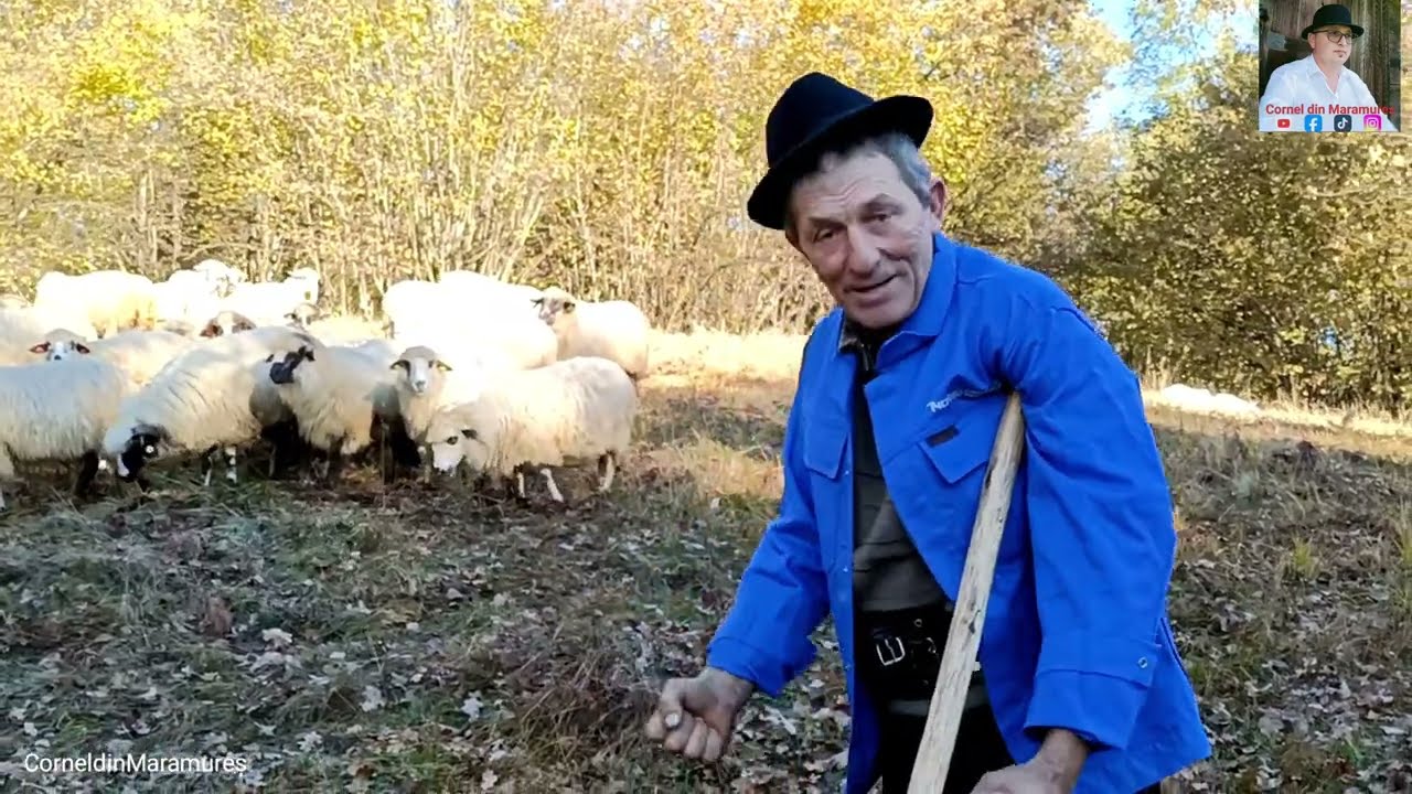 Бадеа Ион рассказывает об инцидентах с #медведями и #волками в овцах, сильных собаках