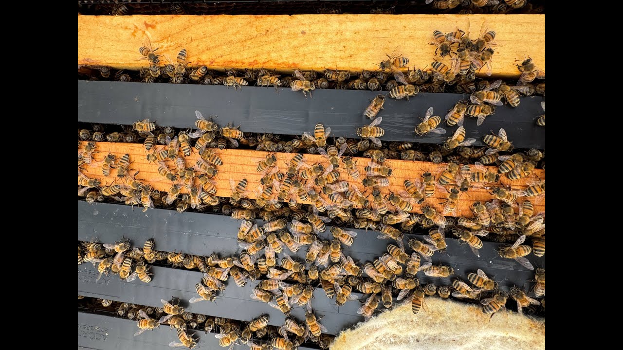 A Happy Hive Update! My honeybees Survived the Cold!🐝🐝