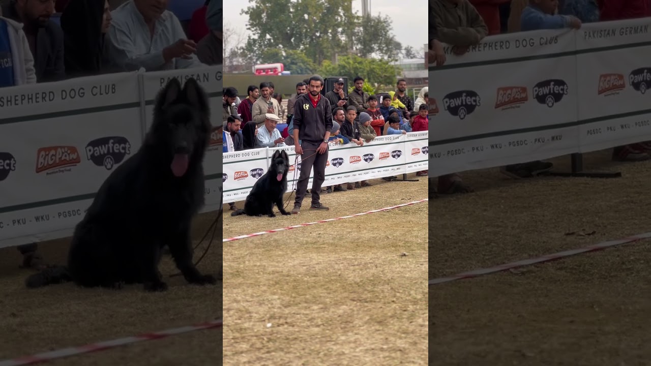Alhamdulliah #germenshepherd #dog #gsd #gsdpuppy #afaqchaudhry #ghostkennel #islamabad #dogshow2022