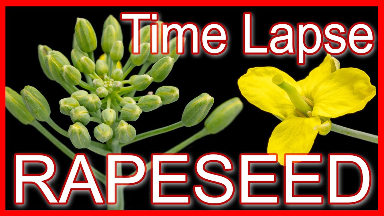 Rapeseed Canola Blooming Time Lapse