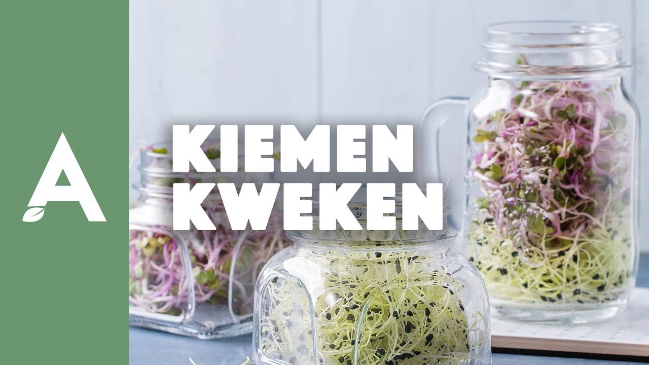 Kiemen kweken I Een groener thuis #14 I Angelo Dorny