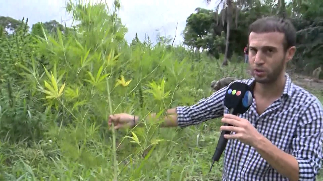 La ruta de la marihuana (2): LA PLANTACIÓN POR DENTRO (Telefe Noticias - Nacho Girón)