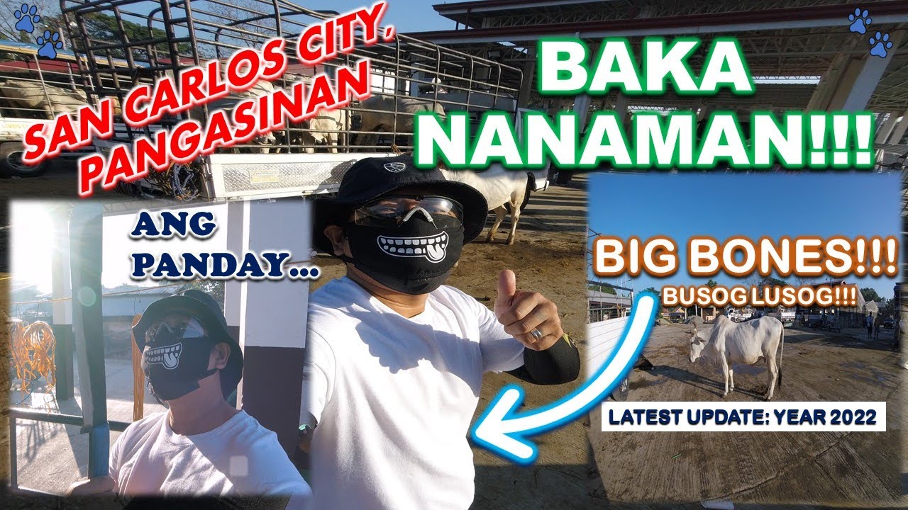 MURANG BILIHAN NG MGA HAYOP-LIVESTOCK MARKET-BAKAHAN-SAN CARLOS CITY, PANGASINAN-VLOG#104