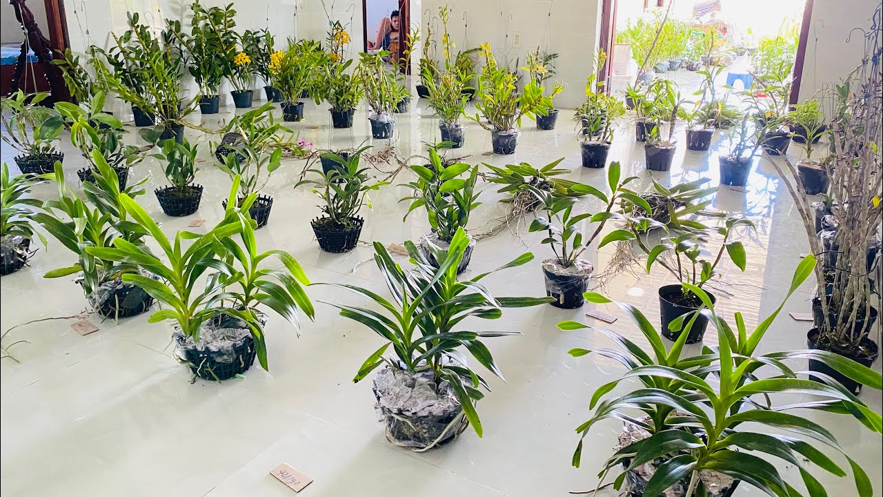 Lan rừng giá rẻ 25/2/24 lh 0373779176 hàng đẹp giá rẻ mời cô chú vào xem ủng hộ