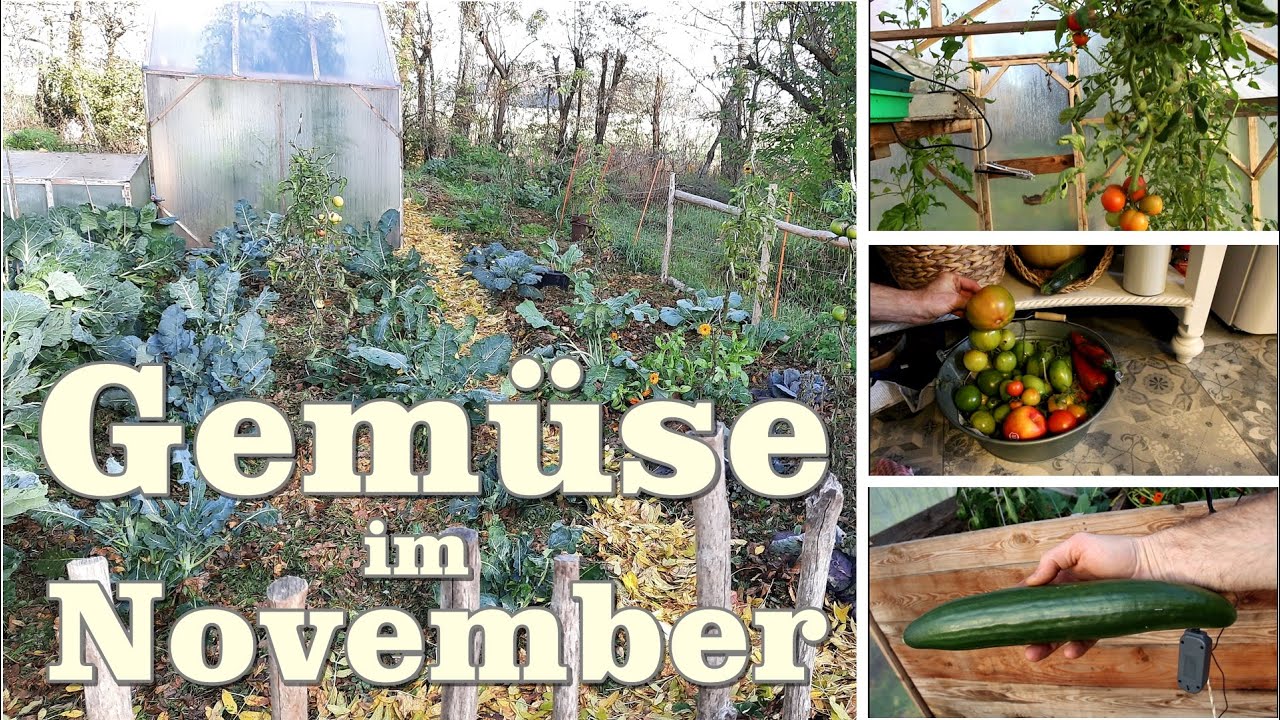 Gemüse im November im Gewächshaus und Freiland. Tomate, Paprika, Kohl, Kohlrabi, Salat und Gurken
