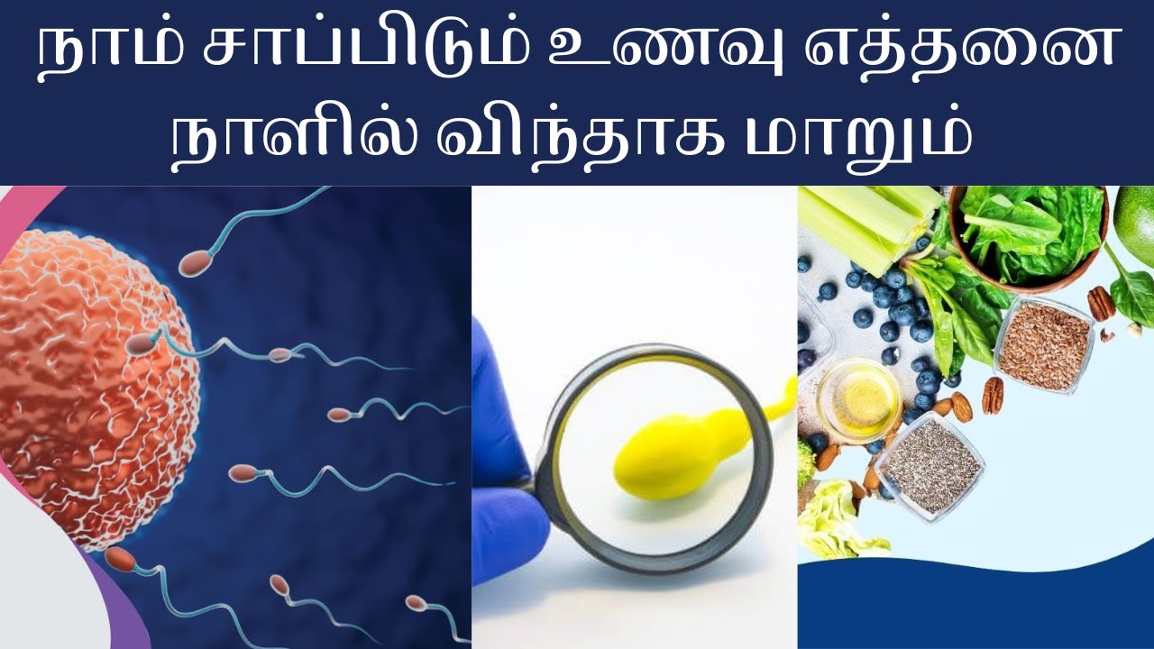 விந்து உற்பத்தி பற்றிய தகவல்கள் | நாம் சாப்பிடும் உணவு எத்தனை நாளில் விந்தாக மாறும் | விந்து பலம்