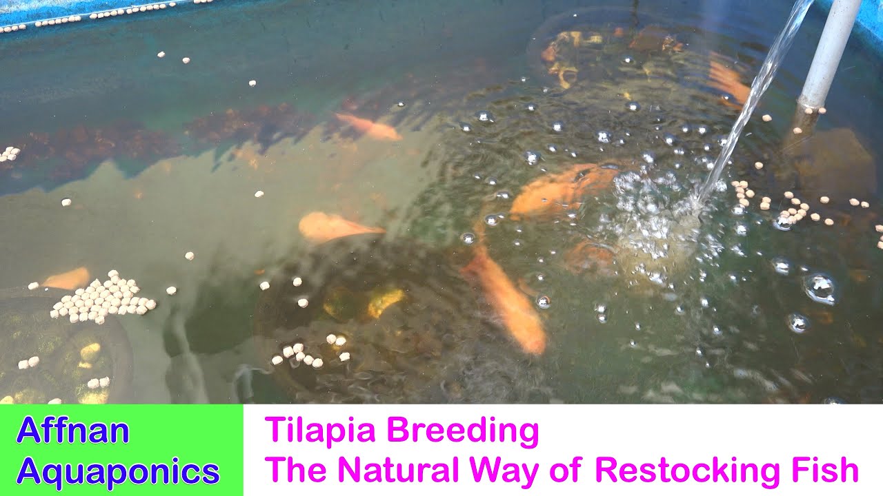 Tilapia Breeding - The Natural Way of Restocking Fish