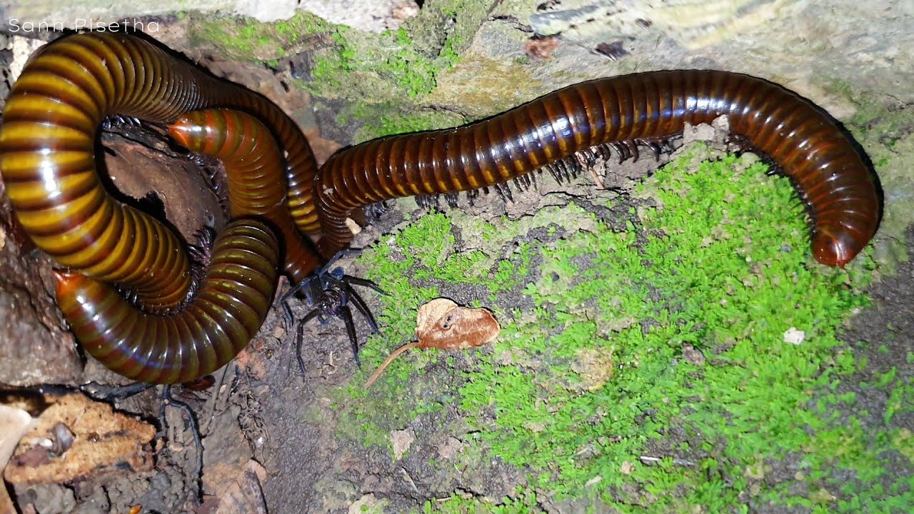 7 Giant Millipedes On The Best Wild Plants On The Mountain | Sann Pisetha