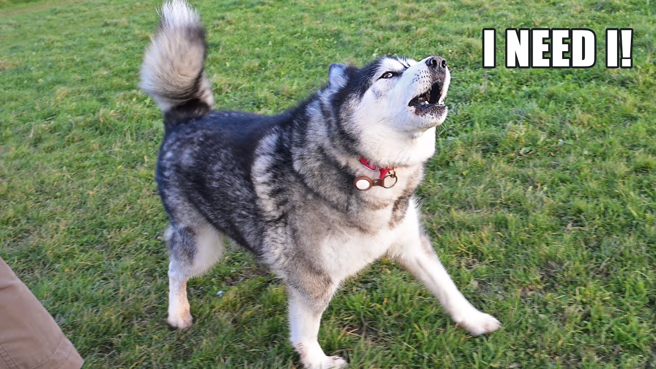 Talking Husky Won’t That NO For An Answer!