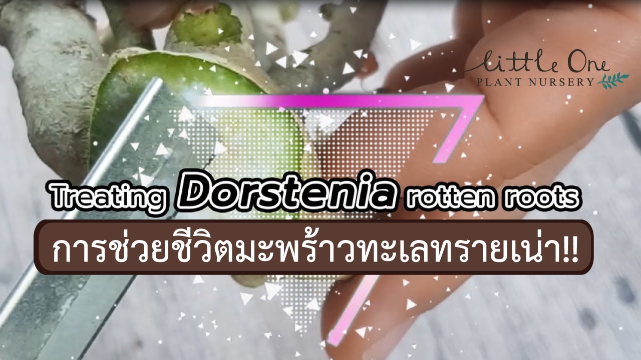 Treating Dorstenia rotten roots การช่วยชีวิตมะพร้าวทะเลทรายเน่า