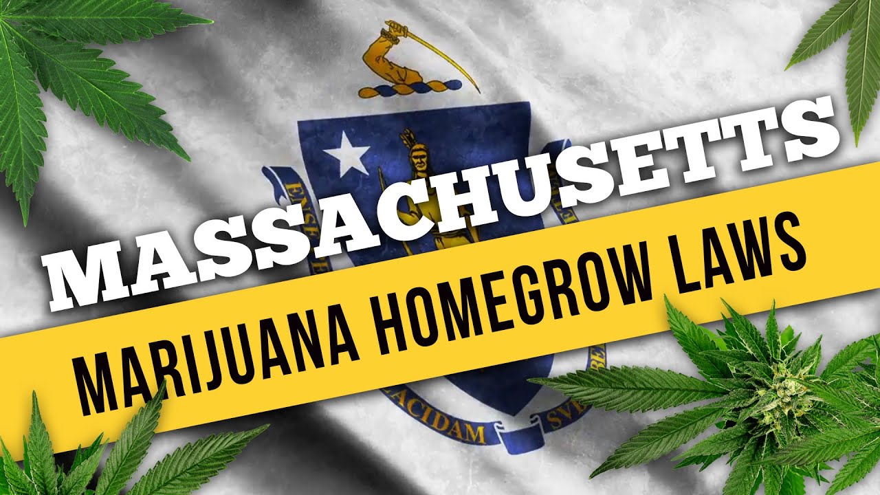 Massachusetts Marijuana Laws for Home Cultivation and Medical Use in 2021