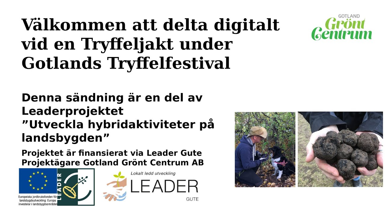 Tryffeljakt under Gotlands Tryffelfestival 2024