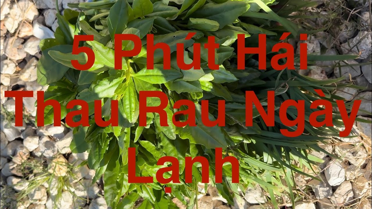 5 Phút Cho Thau Rau Ngày Lạnh / 5 Minutes for a Big Bowl of Fresh Vegetables on a Cold Day