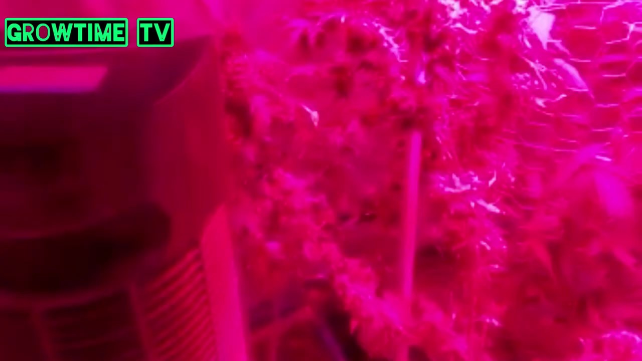 #GrowTimeTV Magic Mike How to Grow Chocolope 101 !!!!!