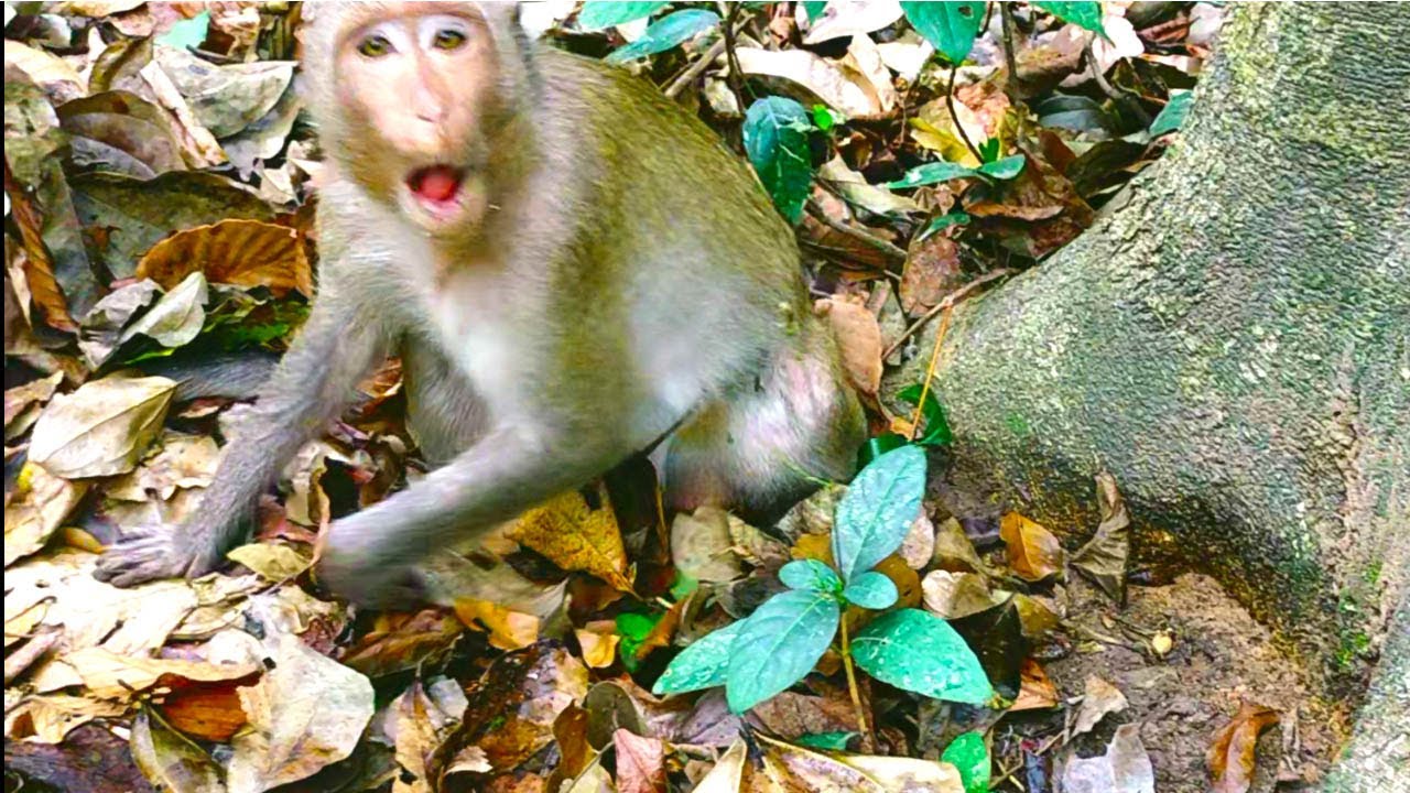 TERRIFIED Monkey Screams For Help! 😱 What He Saw Will Shock You