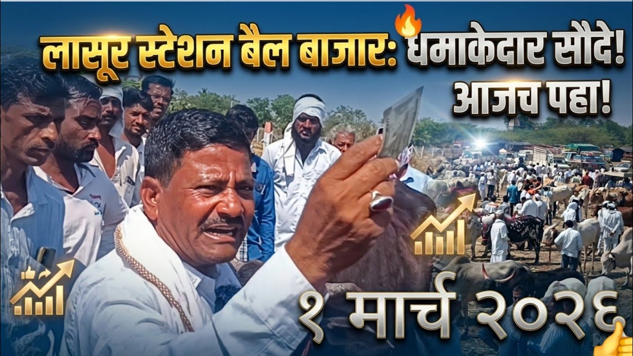 बैल बाजारात अनवर शेठ यांचा नादच खुळा! | लासूर स्टेशन बैल बाजार २०२६ 🐂🔥 bail bajar 
