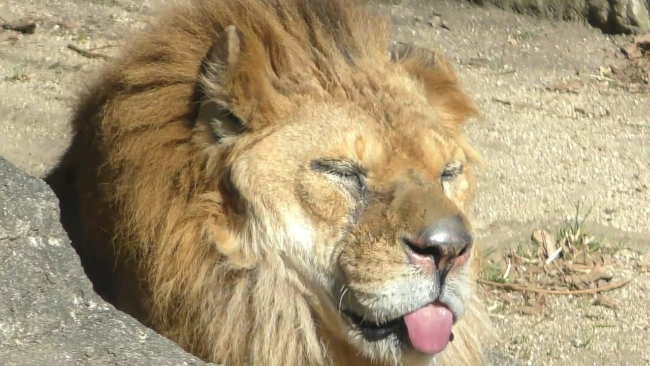 舌ペロで寝顔が可愛い高齢ライオンのバリー♪とべ動物園にて
