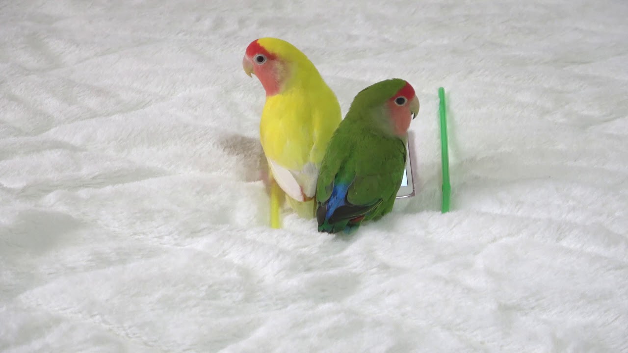 LOVEBIRDS Playing & Singing | 4K