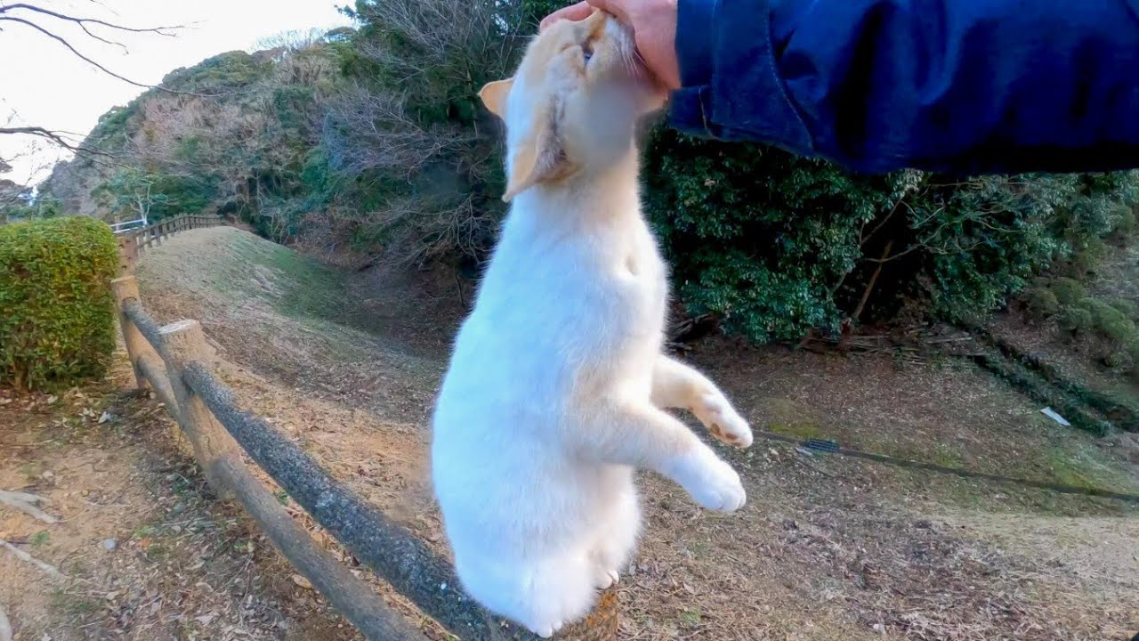 Бродячая кошка, которая встает и пытается, чтобы ее погладили, слишком мила