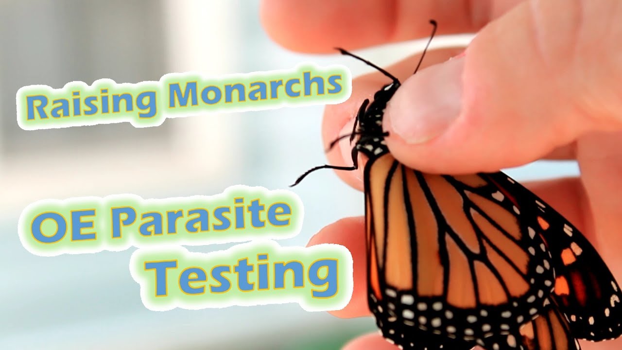 Raising Monarchs - OE Parasite Testing  (Help The Monarch Butterfly)