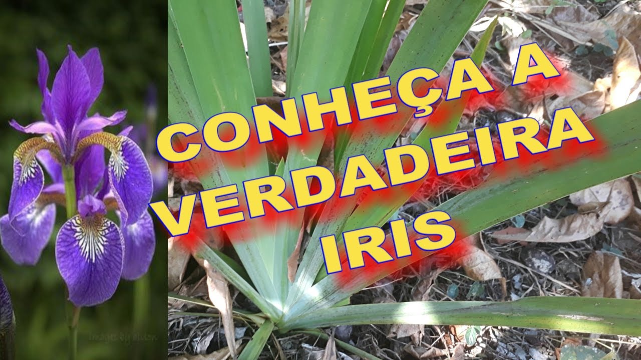 como saber planta iris verdadeiro ou falso