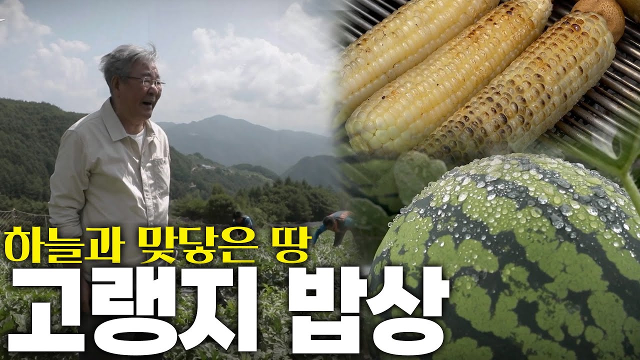 고랭지에서 키운 농작물이 더 맛있는 이유! 고랭지 여름 밥상 KBS 220811