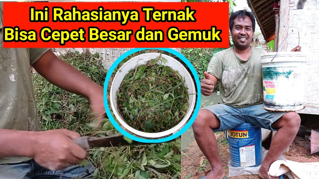 Cara Membuat Pakan Silase untuk Kambing agar Cepat Besar dan Gemuk