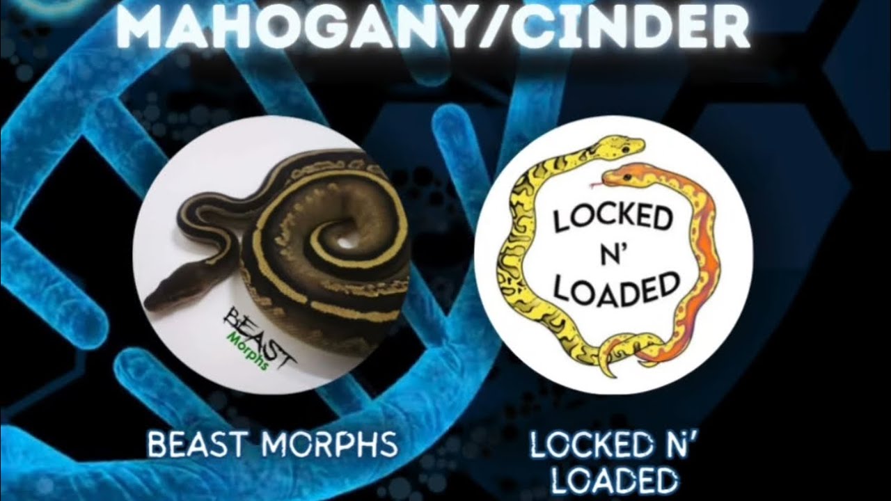 THE GENETIC CANVAS- Mahogany & Cinder Ball Python Mutations EP40