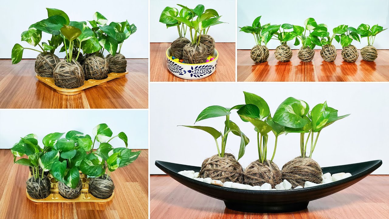How To Make Kokedama at Home | Kokedama with Pothos (Money Plant)