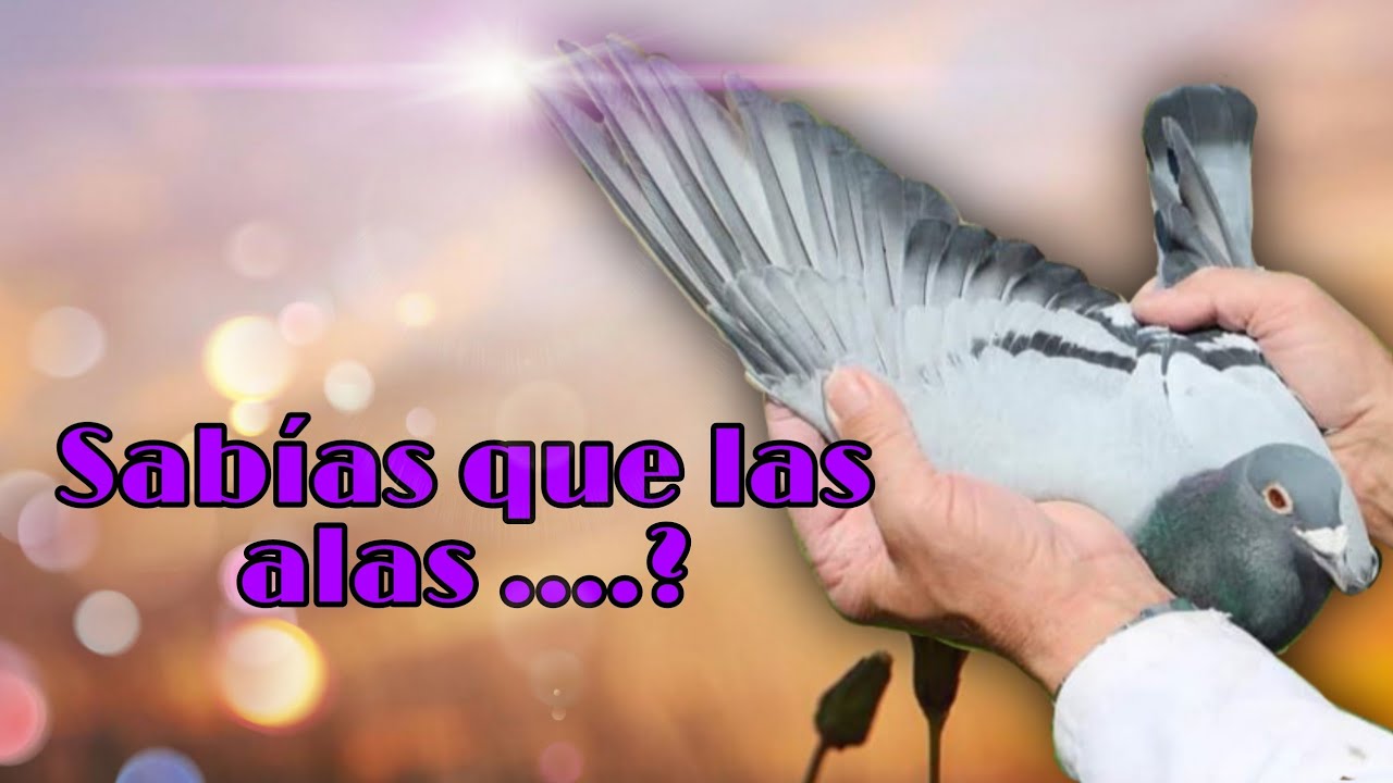 Como categorizar tus palomas segun sus alas.