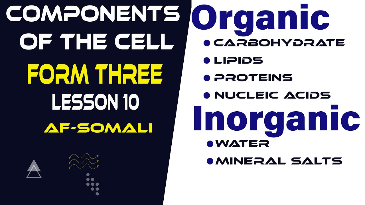 FORM THREE ll BIOLOGY ll ENZYMES ll AF-SOMALI