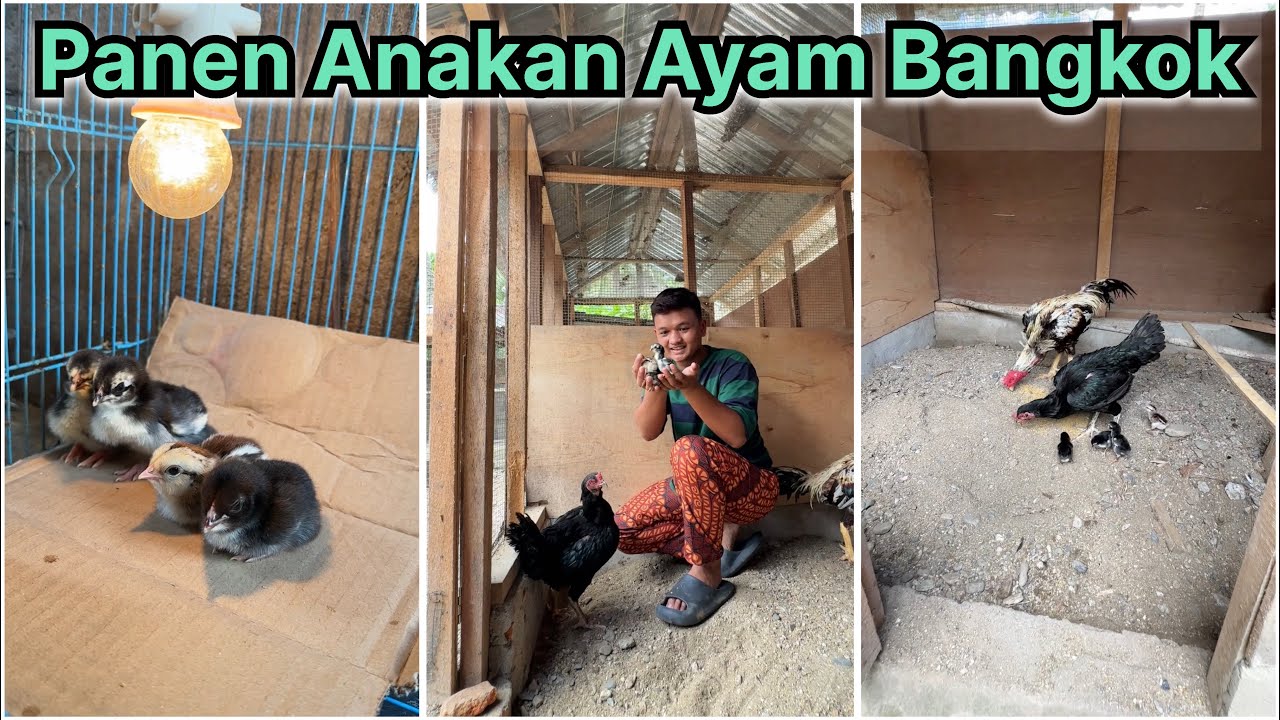 Panen anakan ayam BANGK0K